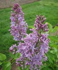 Tiny dancer blume samen for anpflanzung wildflower mix heirloom & gmo free samen for home garten 
 
 sale for anpflanzung in home garten