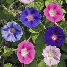 Climbing blume samen for anpflanzung cut blume favorite heirloom & gmo free samen for home garten 
 
 sale for anpflanzung in home garten
