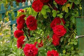 Climbing roseflower samen for anpflanzung garten favorite heirloom & gmo free samen for home garten 
 
 sale for anpflanzung in home garten