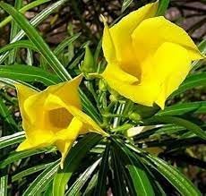 Thevetia blume samen for anpflanzung perfect for borders heirloom & gmo free samen for home garten 
 
 sale for anpflanzung in home garten