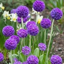 Heirloom denticulata blume samen for anpflanzung wildflower mix heirloom & gmo free samen for home garten 
 
 sale for anpflanzung in home garten