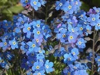 Myosotis Blumensamen zur Aussaat – farbenfroh Schau – Traditionssorte & ohne Gentechnik Samen Hausgarten