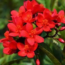 Jatropha blume samen for anpflanzung - colorful display, heirloom & gmo free samen for home garten
 
 sale for anpflanzung in home garten.