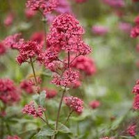 Centranthus ruber blume samen for anpflanzung - bright blooms, heirloom & gmo free samen for home garten
 
 sale for anpflanzung in home garten