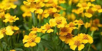 Estragon blume samen for anpflanzung - garten favorite, heirloom & gmo free samen for home garten
 
 sale for anpflanzung in home garten