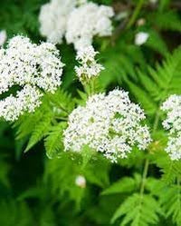 Cicely blume samen for anpflanzung - vibrant colors, heirloom & gmo free samen for home garten
 
 sale samen for anpflanzung in home garten