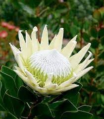 Protea blume samen for anpflanzung low maintenance heirloom & gmo free samen for home garten 
 
 sale for anpflanzung in home garten