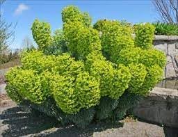 Mediterranean spurge blume samen for anpflanzung cut blume favorite heirloom & gmo free samen for home garten 
 
 sale for anpflanzung in home garten