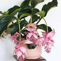 Medinilla magnifica blume samen for anpflanzung - cut blume favorite, heirloom & gmo free samen for home garten
 
 sale samen for home garten