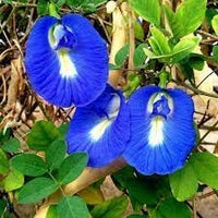 Clitoria ternatea blume samen for anpflanzung - sun loving, heirloom & gmo free samen for home garten
 
 sale for anpflanzung in home garten.