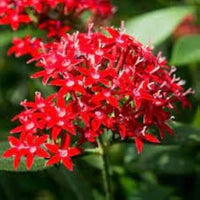 Pentas Lanceolata Blumensamen