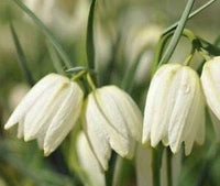 Weiß Imperial Wang Fritillaria Blumensamen zur Aussaat farbenfroh Schau Traditionssorte & ohne Gentechnik Samen Hausgarten