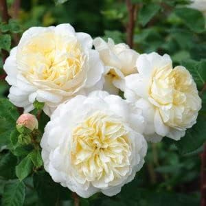 Gelb weiß climbing rose blume samen for anpflanzung - wildflower mix, heirloom & gmo free samen for home garten
 
 sale for anpflanzung in home garten