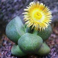 Pleiospilos blume samen for anpflanzung premium quality heirloom & gmo free samen for home garten 
 
 sale for anpflanzung in home garten