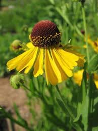 Helenium blume samen for anpflanzung long bloom season heirloom & gmo free samen for home garten 
 
 sale for anpflanzung in home garten