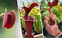 Mosquito carnivorous blume samen for anpflanzung - sun loving, heirloom & gmo free samen for home garten
 
 sale samen for home garten