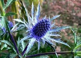 Heirloom eryngium planum blume samen for anpflanzung long bloom season heirloom & gmo free samen for home garten 
 
 sale for anpflanzung in home garten