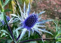 Heirloom eryngium planum blume samen for anpflanzung long bloom season heirloom & gmo free samen for home garten 
 
 sale for anpflanzung in home garten