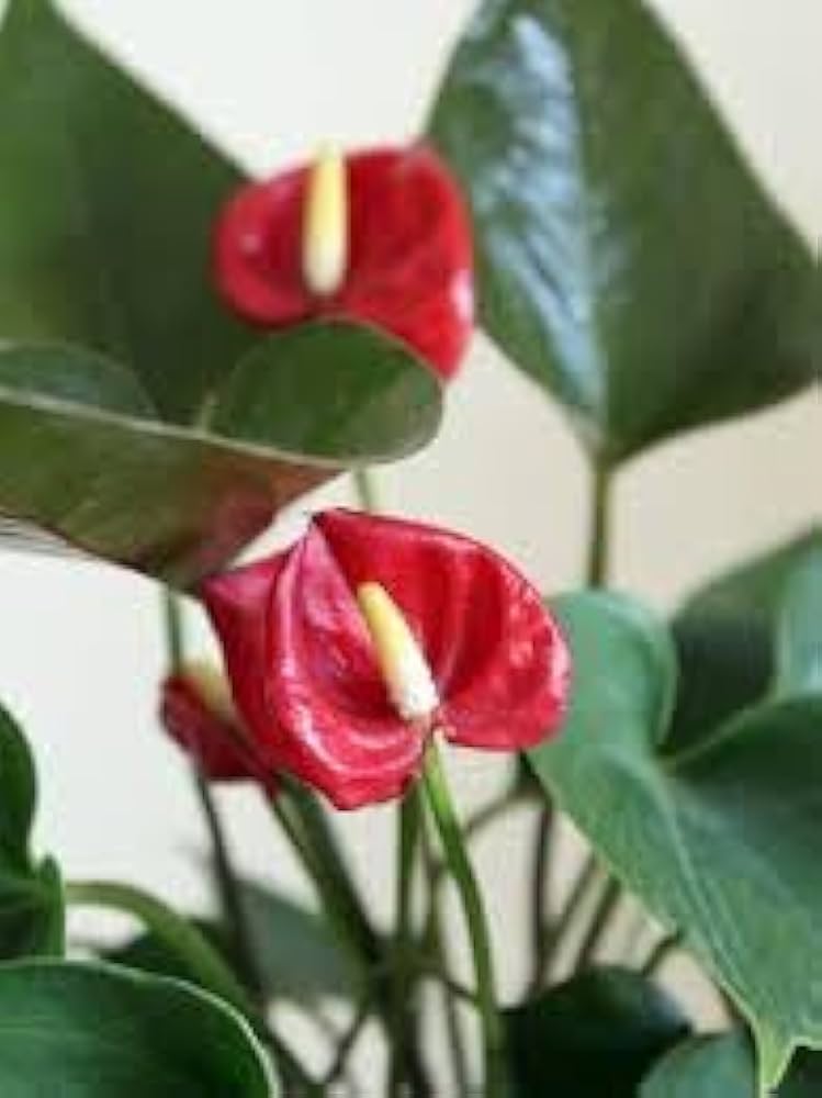 Flamingoblume Andraeanum Blumensamen zur Aussaat