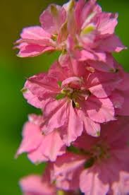Delphinium blume samen for anpflanzung - cottage garten essential, heirloom & gmo free samen for home garten
 
 sale samen for home garten