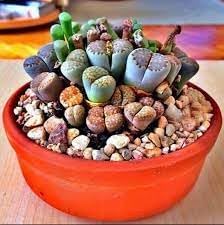Pleiospilos blume samen for anpflanzung cottage garten essential heirloom & gmo free samen for home garten 
 
 sale samen for home garten anpflanzung