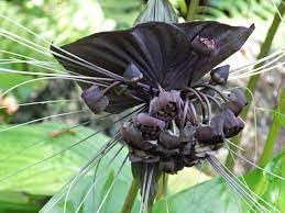 Tacca chantrieri blume samen for anpflanzung easy to grow heirloom & gmo free samen for home garten 
 
 sale for anpflanzung in home garten