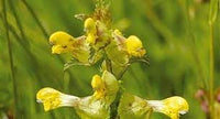 Rattle blume samen for anpflanzung long bloom season heirloom & gmo free samen for home garten 
 
 sale for anpflanzung in home garten
