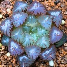 Haworthia blume samen for anpflanzung - premium quality, heirloom & gmo free samen for home garten
 
 sale samen for home garten