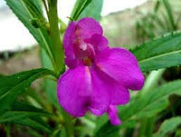 Lila impatiens balsamina blume samen for easy anpflanzung