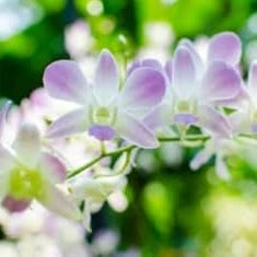 Lila weiß ascocentrum blume samen for anpflanzung seasonal bloomer heirloom & gmo free samen for home garten
 
 sale samen for home garten anpflanzung