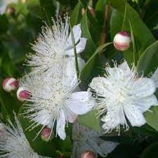 Myrtle blume samen for anpflanzung - fragrant blossoms, heirloom & gmo free samen for home garten
 
 sale for anpflanzung in home garten.