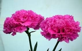 Rosa carnation blume samen for anpflanzung - garten favorite, heirloom & gmo free samen for home garten
 
 sale samen for home garten