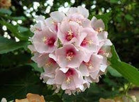 Dombeya bourgassiae blume samen for anpflanzung long bloom season heirloom & gmo free samen for home garten 
 
 sale for anpflanzung in home garten