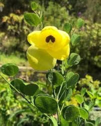 Gelb Bauhinia Blumensamen – Schnitt Blume beliebt Traditionssorte & ohne Gentechnik Samen Hausgarten