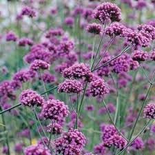 Verbena bonariensis blume samen for anpflanzung cut blume favorite heirloom & gmo free samen for home garten 
 
 sale for anpflanzung in home garten