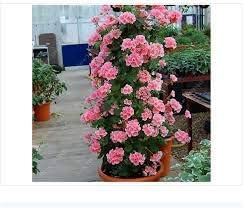 Light violet pelargonium blume samen for anpflanzung low maintenance heirloom & gmo free samen for home garten
 
 sale for anpflanzung in home garten