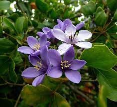 Lignum blume samen for anpflanzung - low maintenance, heirloom & gmo free samen for home garten
 
 sale samen for anpflanzung in home garten