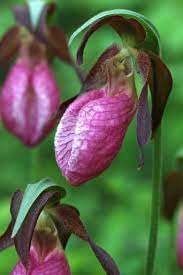 Lady's slipper blume samen for anpflanzung - compact growth, heirloom & gmo free samen for home garten
 
 sale samen for home garten