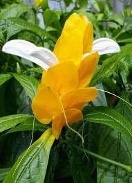 Gelb pachystachys lutea blume samen for anpflanzung - easy to grow, heirloom & gmo free samen for home garten
 
 sale for anpflanzung in home garten