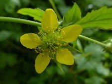 Gelb moist wetland blume samen for anpflanzung - premium quality, heirloom & gmo free samen for home garten
 
 sale for anpflanzung in home garten.