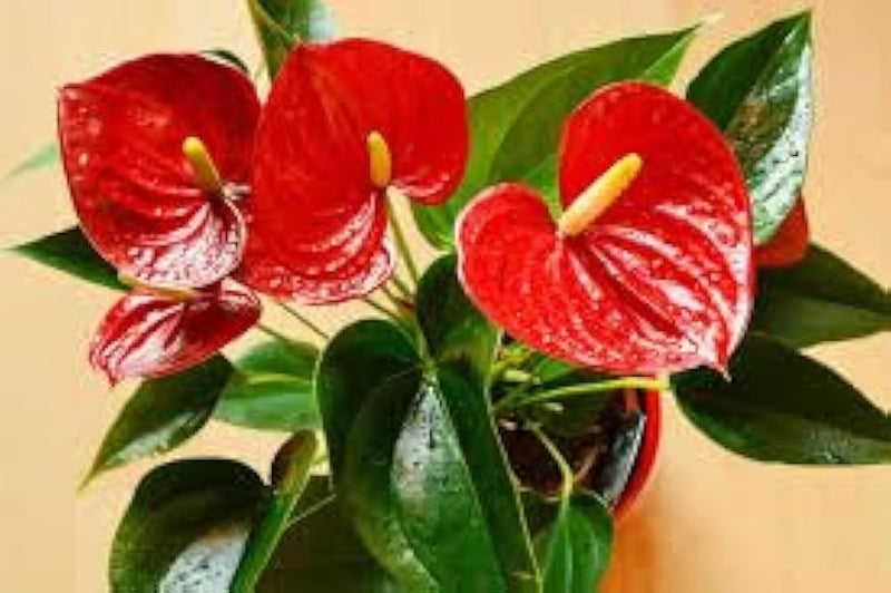 tief Rot Flamingoblume Blumensamen zur Aussaat leuchtend Traditionssorte & ohne Gentechnik Samen Hausgarten