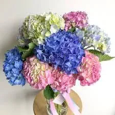 Hydrangea bonsai samen for vibrant garten blooms