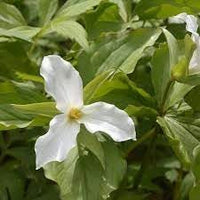 Trillium Blumensamen zur Aussaat hochwertige Qualitäts- Traditionssorte & ohne Gentechnik Samen Hausgarten