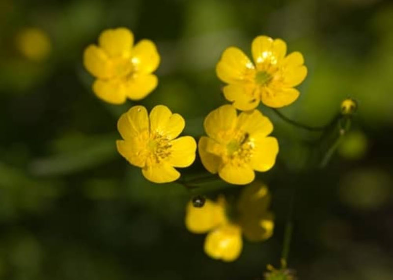 Early buttercup native wildflower samen for pollinator-friendly gardens