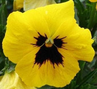 Tricolor pansy blume samen for anpflanzung - cut blume favorite, heirloom & gmo free samen for home garten
 
 sale for anpflanzung in home garten