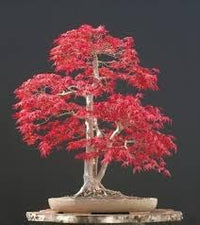 Maple blume samen for anpflanzung - hardy variety, heirloom & gmo free samen for home garten
 
 sale for anpflanzung in home garten.