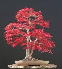 Maple blume samen for anpflanzung - hardy variety, heirloom & gmo free samen for home garten
 
 sale for anpflanzung in home garten.