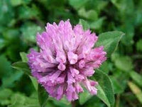 Clover blume samen for anpflanzung - cut blume favorite, heirloom & gmo free samen for home garten
 
 sale samen for home garten