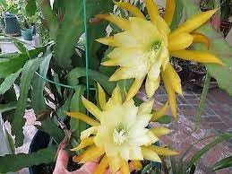 Epiphyllum blume samen for anpflanzung low maintenance heirloom & gmo free samen for home garten 
 
 sale for anpflanzung in home garten