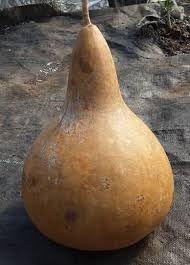 Kettle gourd samen für aussaat große fruits gemüse samen